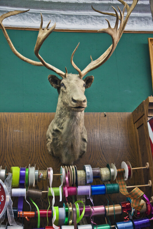 A Taxidermic Mount on the Wall of a Drugstore