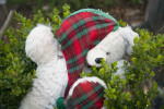 A Teddy Bear in a Bush