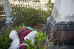 A Teddy Bear Mourner