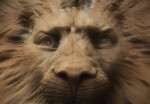 A Terracotta Lion Face