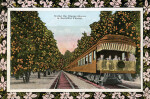 A Train in the Orange Grove