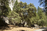 A Tree at the Base of a Cliff