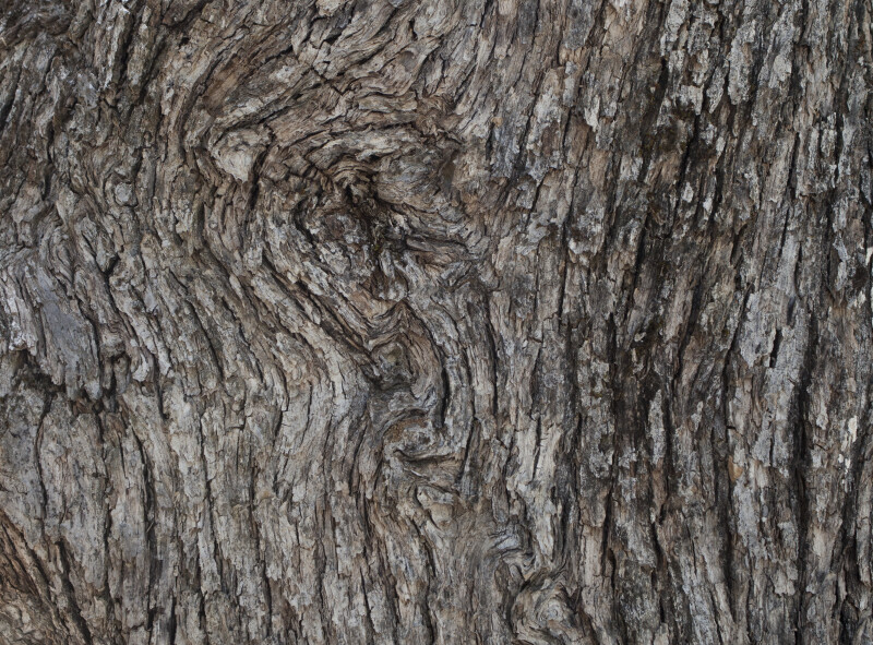 A Tree Bark Swirl