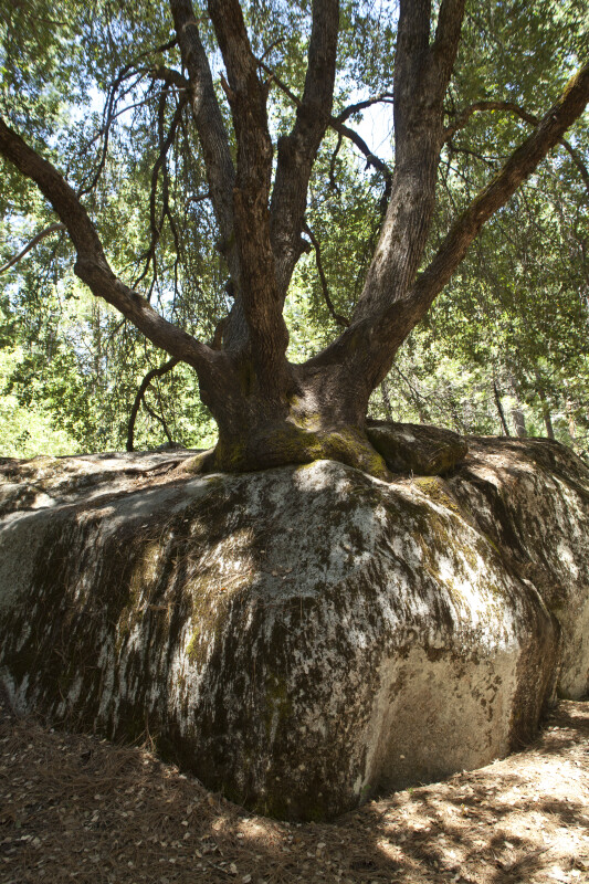A Tree Growing in a Rock