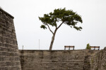 A Tree Growing outside Castillo de San Marcos