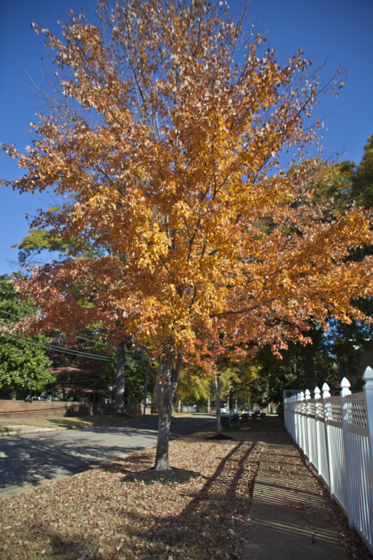 A Tree with Many Orange Leaves