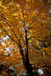 A Tree with Orange Leaves