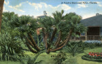 A Twelve Stemmed Palm in Florida