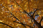 A View of a Tree with Reddish-Orange Leaves
