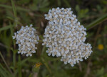 A White Flower