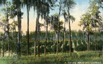 A Young Orchard in Florida