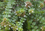 Abelia 'Rose Creek' Shrub at the Kanapaha Botanical Gardens