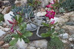 Adenium obesum