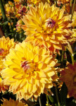 "Adlerstein" Dahlia Flowers