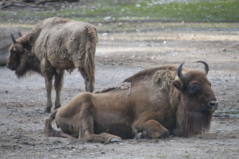 Adult European Bison