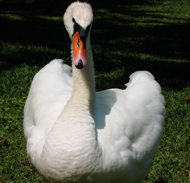 Adult Swan from Front