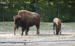 Adult Wood Bison With Calf
