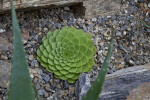 Aeonium glandulosum