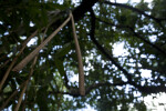 Aerial Roots Hanging