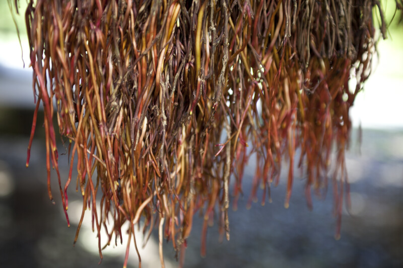 Aerial Roots Close-Up