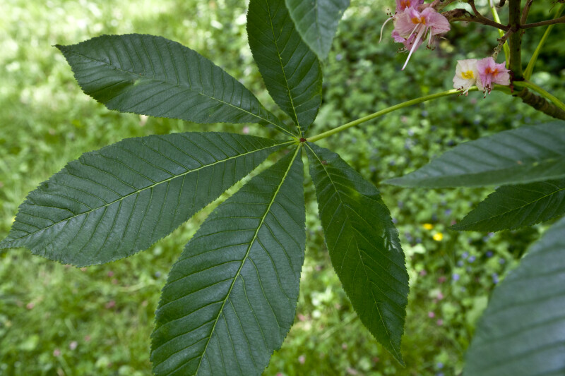 Aesculus  Leaves