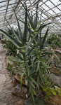 African Aloe