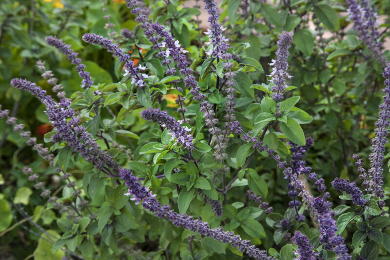 African Blue Basil at the Fruit and Spice Park