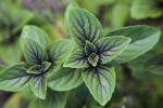 African Blue Basil Leaves