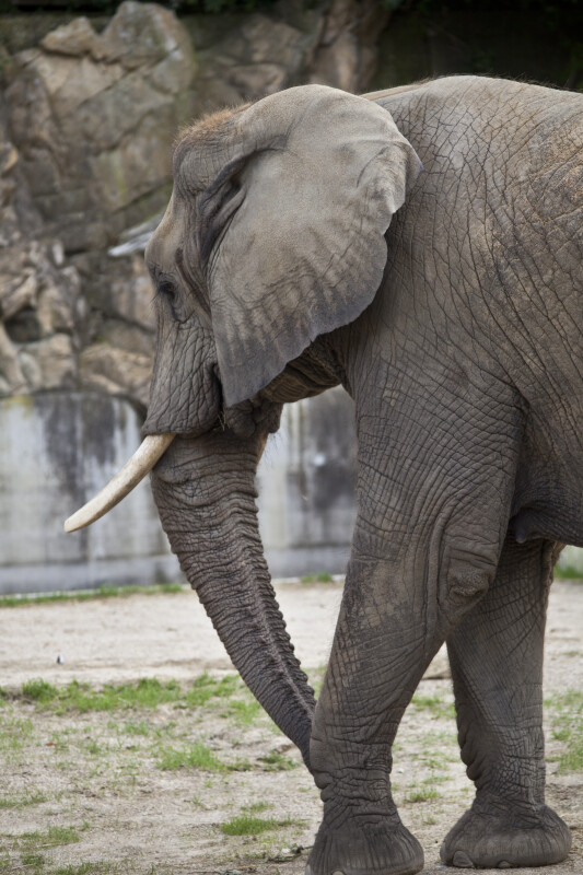 African Elephant Detail