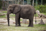 African Elephant Standing