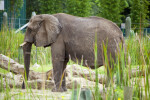 African Elephant