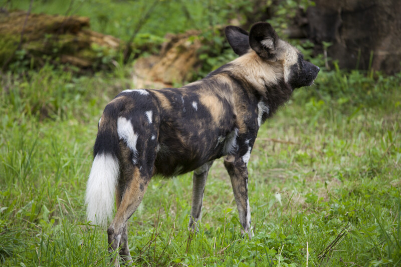 African Hunting Dog Right Side