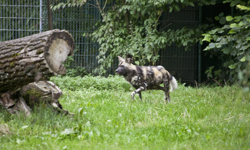African Hunting Dog Trotting