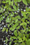 African Okra Leaves