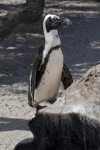 African Penguin