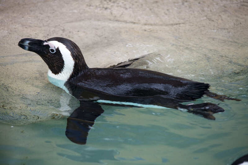 African Penguin Resting