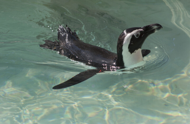 African Penguin Swimming