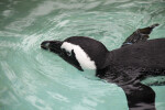 African Penguin Swimming