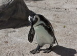 African Penguin Walking