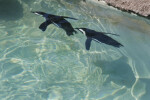 African Penguins Underwater