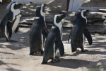 African Penguins