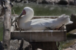 African Spoonbill