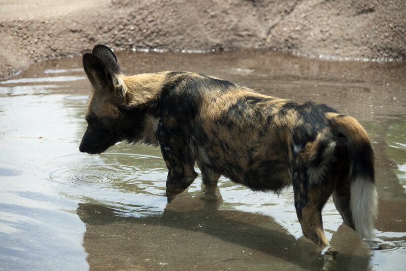 African Wild Dog in Water