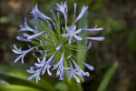 Agapanthus Flower