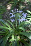 Agapanthus Plant