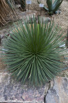 Agave bush