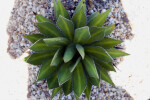 Agave ghiesbreghtii