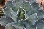 Agave isthmensis