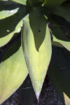 Agave Leaf