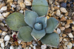 Agave Native to Mexico